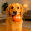 DogPlay Inteligente - Bolinha Interativa